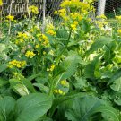 Choy Sum Yu (250 seeds - Great for Stir-fry, fresh and crispy