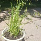 Greater Quaking Grass/ briza maxima ornamental grass (40 seeds - Free Shipping