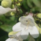 Husker Red Foxglove Beardtongue (50 seeds, nice foliage and flowers