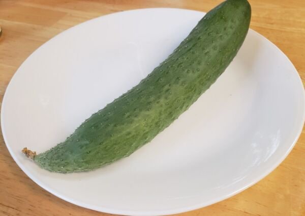Suyo Long Asian Cucumber (20 Seeds, Free Shipping, fresh for 2024