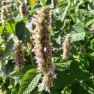 Anise Hyssop / Licorice Mint (250 seeds great for tea or pollinators
