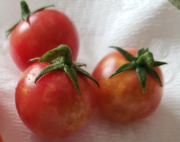 ISIS Candy Cherry Tomato (30 seeds - Free Shipping - Sweet and Fruity