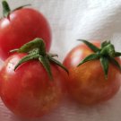 ISIS Candy Cherry Tomato (30 seeds - Free Shipping - Sweet and Fruity