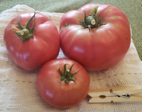 Soldacki Tomato (20 Seeds - Free Shipping, large tomatoes great flavor