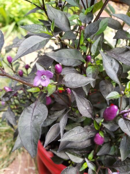 Ornamental pepper - Purple Pixie (25 Seeds easy to grow and