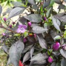 Ornamental pepper - Purple Pixie (25 Seeds easy to grow and
