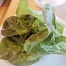 Yugoslavian Red Lettuce (250 Seeds - Free Shipping, fresh for 2024