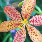 Blackberry Leopard Lily - Belamcanda Chinensis (20 - and easy to grow