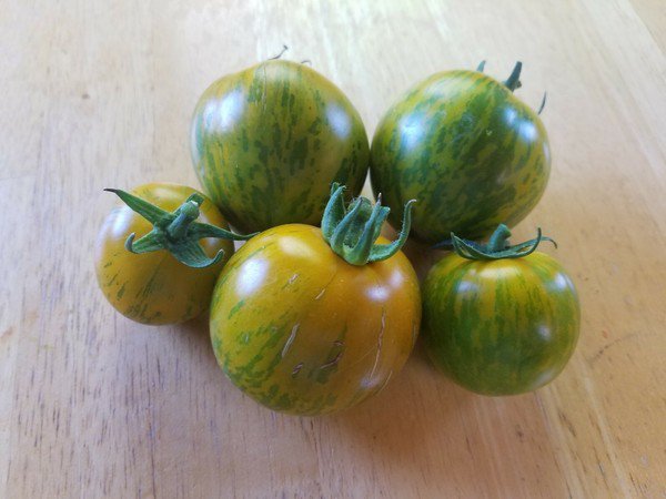 Green Zebra Tomato (25 Seeds - Free Shipping