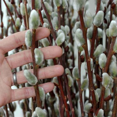 3 Pussy Willow Cuttings Salix No Roots Make Your Own Plants Fast Shipping