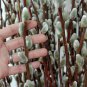 3 Pussy Willow Cuttings Salix No Roots Make Your Own Plants Fast Shipping