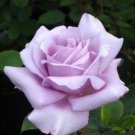 Rose Cuttings (3) of Blue 'Applause' Rose Ready to root Make Your Own Plants