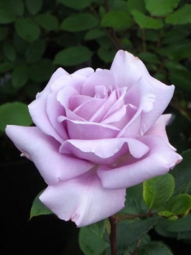 Rose Cuttings (3) of Blue 'Applause' Rose Ready to root Make Your Own Plants