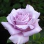 Rose Cuttings (3) of Blue 'Applause' Rose Ready to root Make Your Own Plants