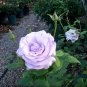 Rose Cuttings (3) of Blue 'Applause' Rose Ready to root Make Your Own Plants