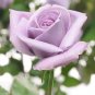 Rose Cuttings (3) of Blue 'Applause' Rose Ready to root Make Your Own Plants