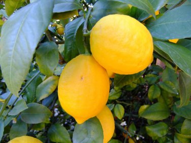 Giant Lemon Ponderosa Fruiting Tree (3) fresh cuttings Ready To Root Make Plants