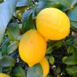 Giant Lemon Ponderosa Fruiting Tree (3) fresh cuttings Ready To Root Make Plants