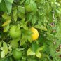 Giant Lemon Ponderosa Fruiting Tree (3) fresh cuttings Ready To Root Make Plants