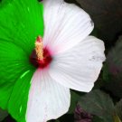 Hibiscus Cuttings (3) St. Patrick's Lime Green Bush Shrub Make Your Own Plant