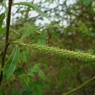 Crack Willow Cuttings (3) Salix fragilis Ready To Root Make Your Own Plants