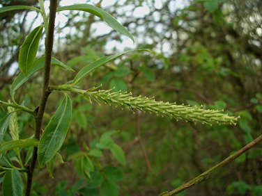 Crack Willow Cuttings (3) Salix fragilis Ready To Root Make Your Own Plants
