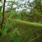 Crack Willow Cuttings (3) Salix fragilis Ready To Root Make Your Own Plants
