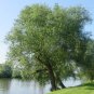 Crack Willow Cuttings (3) Salix fragilis Ready To Root Make Your Own Plants