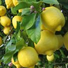 3 Cuttings of Dwarf Citrus Meyer Lemon Tree Ready To Graft Make Your Own Plants