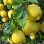 3 Cuttings of Dwarf Citrus Meyer Lemon Tree Ready To Graft Make Your Own Plants