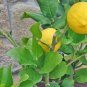 3 Cuttings of Dwarf Citrus Meyer Lemon Tree Ready To Graft Make Your Own Plants