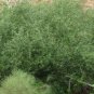 'Willow of the Brook' Cuttings(3) Salix acmophylla Ready To Be Rooted Fresh Cut