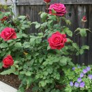 Rose Cuttings (3) of Rosa 'Mister Lincoln' Ready to root Make Your Own Plants