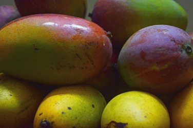 3 Cuttings of Sweet Tart Mango Tree Ready To Graft Make Your Own Plants
