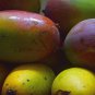 3 Cuttings of Sweet Tart Mango Tree Ready To Graft Make Your Own Plants