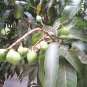 3 Cuttings of Sweet Tart Mango Tree Ready To Graft Make Your Own Plants