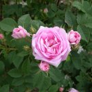 3 Cuttings of Queen Elizabeth "Strawberry Pink" Rose Make Your Own Plants