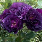 Rose Cuttings (3) of 'Midnight Blue' Rose Ready to root Make Your Own Plants