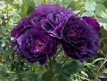 Rose Cuttings (3) of 'Midnight Blue' Rose Ready to root Make Your Own Plants