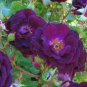 Rose Cuttings (3) of 'Midnight Blue' Rose Ready to root Make Your Own Plants