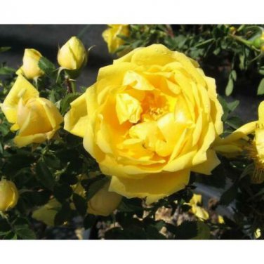 Rose Cuttings (3) of 'Persian Yellow Foetida' Rose Rootable Make Your Own Plants