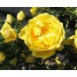 Rose Cuttings (3) of 'Persian Yellow Foetida' Rose Rootable Make Your Own Plants