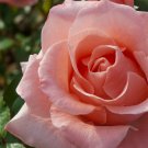 Rose Cuttings (3) of Chantilly Pink Rose Ready to root Make Your Own Plants