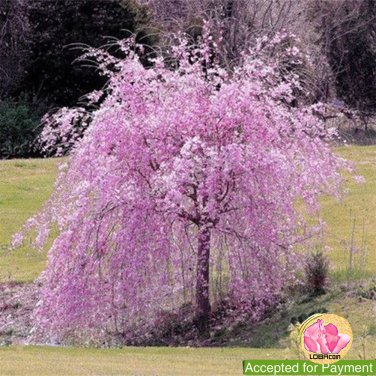 3 Weeping Cherry Tree Cuttings! No Roots Make Your Own Plants