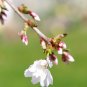 3 Weeping Cherry Tree Cuttings! No Roots Make Your Own Plants