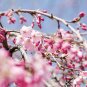 3 Weeping Cherry Tree Cuttings! No Roots Make Your Own Plants