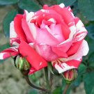 3 Cuttings of Neil Diamond Hybrid Tea Rose Ready To Root Make Your Own Plants