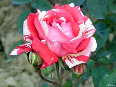 3 Cuttings of Neil Diamond Hybrid Tea Rose Ready To Root Make Your Own Plants