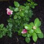 3 Cuttings of Neil Diamond Hybrid Tea Rose Ready To Root Make Your Own Plants