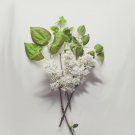 3 Lilac Tree Unrooted Cuttings WHITE LILAC Make Your Own Plants Fast Delivery